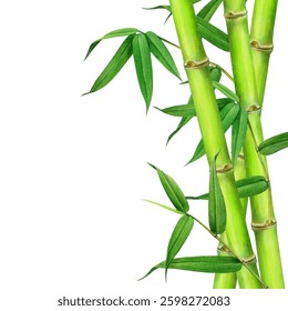 Subgrupos de bambú fresco verde con elemento de decoración floral de hojas. Ilustración realista de acuarela de estilo Antiguas. Decoración tropical de bambú dibujada a mano aislada sobre fondo blanco