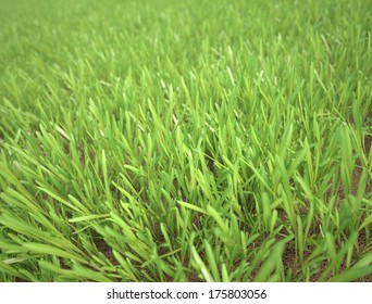 Green gass close up