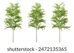 Green gleditsia triacanthos tree on white background, png plant, 3d render illustration.