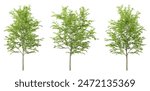 Green gleditsia triacanthos tree on white background, png plant, 3d render illustration.