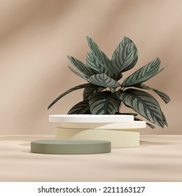 Green Gradient Podium In Square With Pink Stripe Calathea House Plant 3d Rendering Mockup Scene