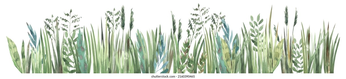 Green grass hand drawn in watercolor white background  Wild grass   ears corn border  Summer background overgrown grass 