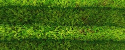 Green Grass Texture Background, Top View Of Grass Garden Ideal Concept Used For Making Green Flooring, Lawn For Training Football Pitch, Grass Golf Courses Green Lawn Pattern Textured Background. 
