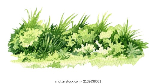 Green grass watercolor illustration. Lush grass close up meadow element. Fresh herbs and natural plants floral illustration