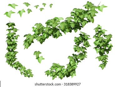 Green Ivy Plant Isolated.