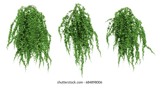 Green Ivy Plant Isolated.
3D Illustration.