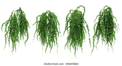 Green Ivy Plant Isolated.
3D Illustration.