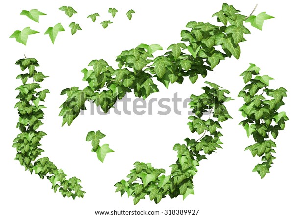 ツタの緑の植物 のイラスト素材