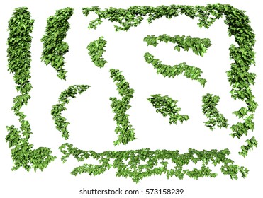 Green ivy plant isolated. ivy leaves isolated on a white background.
3D illustration.