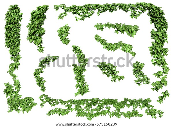 ツタの緑の植物 白い背景にツタの葉 3dイラスト のイラスト素材