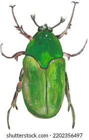 Green June Bug Gouache Illustration Hand Painted Artwork Isolated On White Background