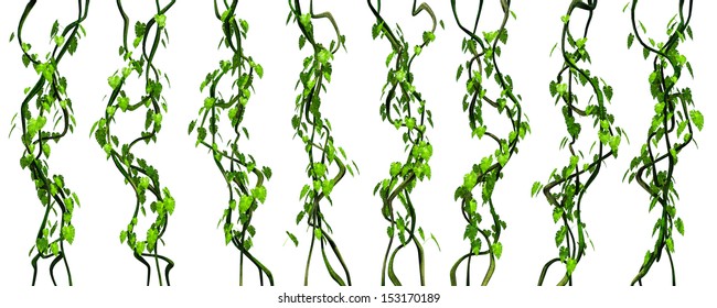 Green jungle vines 3d rendered isolated on white background. game, animation, graphic environment props.