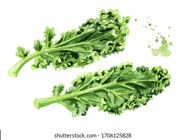 Green kale salad  leaf vegetable set. Watercolor hand drawn illustration, isolated on white background