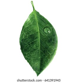 Green leaf