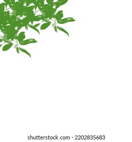 Green Leaf Drawing Isolated Background Stock Illustration 2202835683 ...