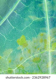 green leaf macro close up abstract texture background, nature and environment concept