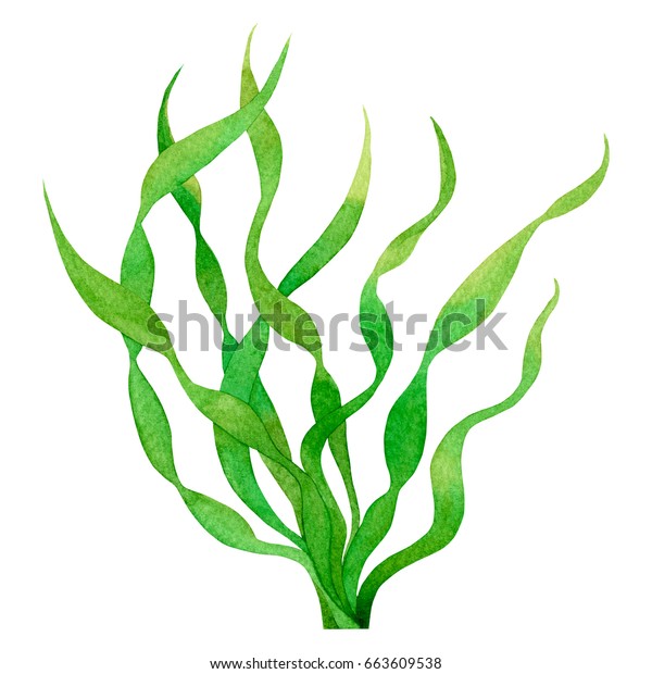 白い背景に緑の葉 緑の海藻 コンブ 海の藻 水彩手描きのエレメント 水彩の葉のイラストデザイン 切り取り線付き のイラスト素材