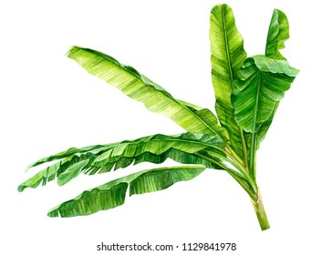 green leaves of a banana palm tree on isolated white background, watercolor illustration, hand drawing