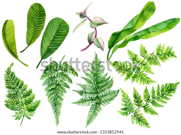 シダの緑の葉 プルメリア バナナヤシの水彩画 分離型白い背景に熱帯植物 植物イラスト のイラスト素材