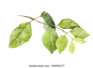 Watercolor Tree Branches Images, Stock Photos & Vectors | Shutterstock