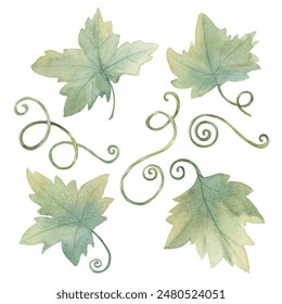 Green leaves of pumpkin or grape wine watercolor illustration. Set of Autumn foliage. Clipart for seasonal modern decor, Thanksgiving cards and invitations, festive merchandise and social media - Powered by Shutterstock