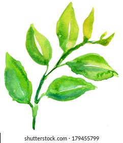 The Green Leaves. Watercolor.