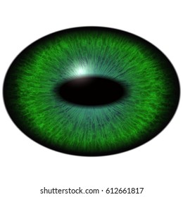 Green Blue Eye Iris Isolated Element Stock Illustration 427939678 ...