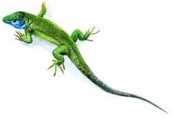 Green Lizard, Male