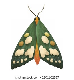 Green And Orange Moth, Cartoon Style Isolated On White