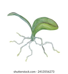 Green orchid leaves and roots. Delicate realistic botanical watercolor hand drawn illustration. Clip art for wedding invitations, decor, textiles, gifts, packaging, floristry, flower farming, shops - Powered by Shutterstock