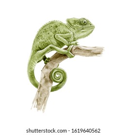 Green panter chameleon the branch watercolor illustration  Hand drawn  exotic lizard close up image  Beautiful tropical reptile real illustration isolated white background 