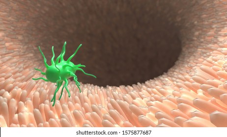 Green Pathogen Inside The Intestines. Microscopic Villi And Capillary. Human Digestive System Large Intestine Anatomy. Colon, Bowel. Small Intestine. 3d Render