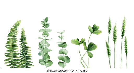 Green plant leaves set. Fern. Eucalyptus branches. Clover stems. Wheat. Watercolour illustration isolated on white background.