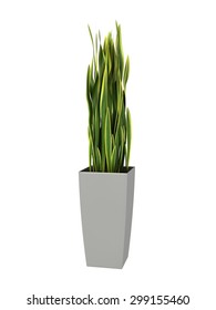 Green Potted Plant Isolated On White Background.