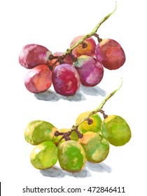 Green And Red Grapes For Labels Red And White Wine, Watercolor Sketch