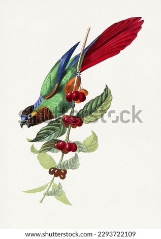 Green and red Parakeet bird.