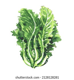 Green Romaine Salad Lettuce Plant, Isolated, Close-up, Healthy Vegetarian Food, Nature Fresh Organic Vegetable Leaves, Isolated, Hand Drawn Watercolor Illustration, White Background