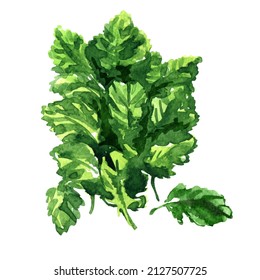 Green Salad Leaf Baby Kale Lettuce, Isolated, Organic Vegetable, Close-up, Healthy Vegetarian Food, Leaves Of Young, Immature Kale Plant, Isolated, Hand Drawn Watercolor Illustration, White Background