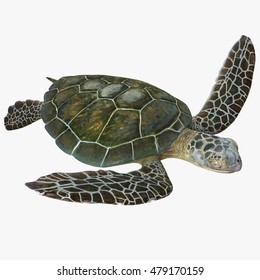 70,239 Turtle White Background Images, Stock Photos & Vectors 