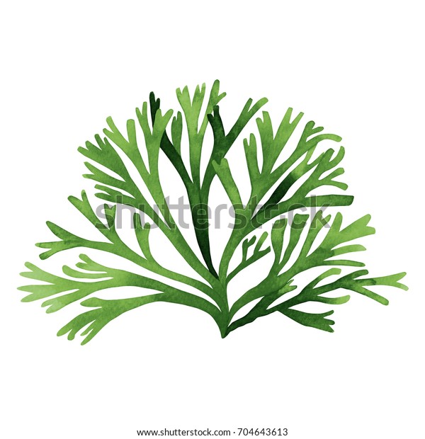 白い背景に緑の海藻 昆布 海のサンゴ 水彩画の緑の海藻エレメント 水彩イラストデザイン 切り取り線付き のイラスト素材 704643613