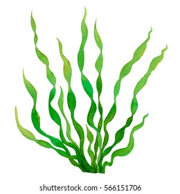 Green Seaweed Kelpalgae Ocean Watercolor Hand Stock Illustration ...