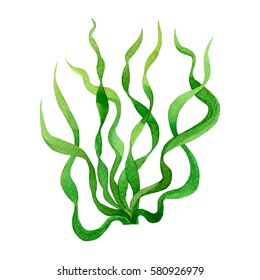 Brown Seaweed Watercolor Hand Painted Element Stock Illustration 571314283