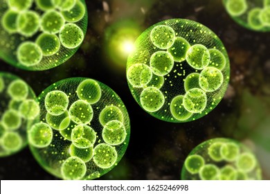 Green Single Cell Chlorella Algae Microscopic Conceptual 3D Illustration