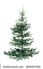 Green spruce hand drawn in watercolor isolated on a white background. Christmas tree. Watercolor illustration. Watercolor fir.	
