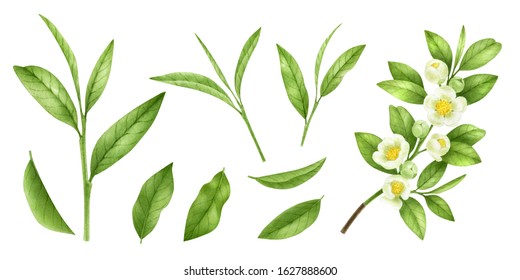 Green Tea Blooming Branch Isolated On A White Background.Tea Leaves, Flowers,buds,stems.Asian Medical Plant.Raw Materials For Black, Green And White Tea.Antioxidant Herb.Watercolor Food Illustration