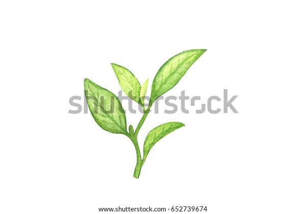 白い背景に緑の茶葉の水彩イラスト 新緑の葉の手描きの画像 茶葉の枝の接写 小さなハーブの植物イラスト 熱い飲み物の成分 ちらちらしたクリップアート の イラスト素材