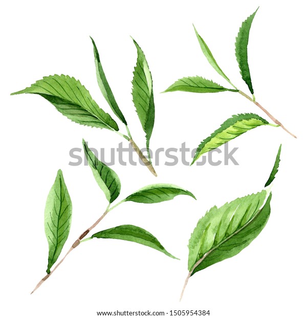 緑茶の葉 葉植物の植物園の花の葉 水の色の背景イラストセット 水彩画ファッションアクレル リーフイラストエレメント のイラスト素材