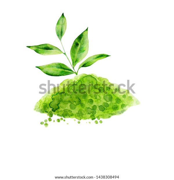 緑茶の葉と抹茶の粉末 健康的なライフスタイルに適したアジア製品 白い背景に抹茶の具の水彩イラスト メニュー レシピ ラベル ロゴ パッケージング用のエレメント 日本の飲み物 のイラスト素材