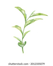 Green Tea Plant. Hand Painted Watercolor Illustration On White Isolated Background. Asian Medical Herb. Drawing For Greeting Cards, Invitations And Packaging Design