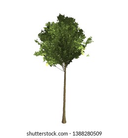 Green tree 3D rendering graphic picture isolated on white background. For decorating the garden and forest.